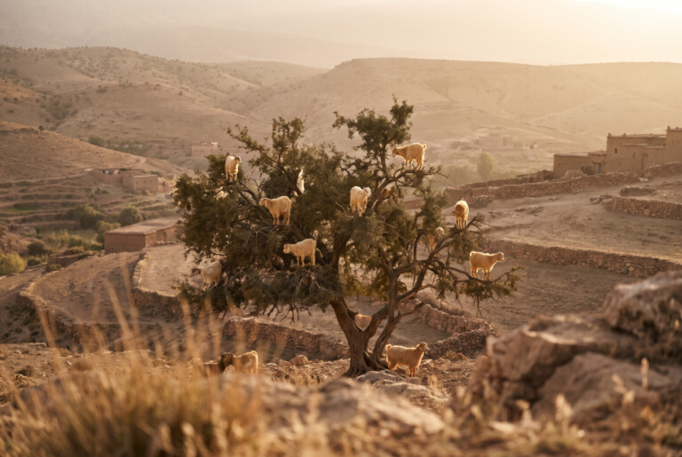 رحلة زيت الأرغان: من شجرة الجنوب المغربي إلى بيتكِ في الأردن