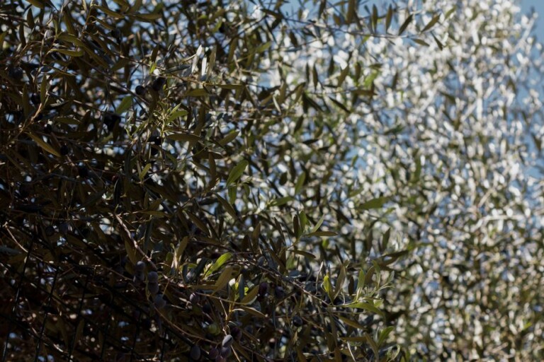 أي بكج أرجانيك يناسبكِ: شعر، بشرة، أم مناطق حسّاسة؟